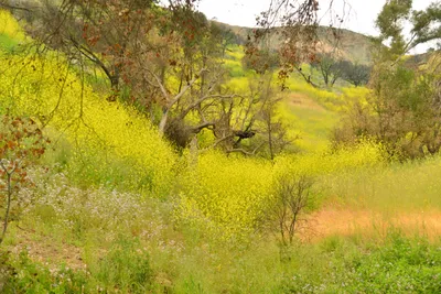 DSC_6305 (Large).JPG